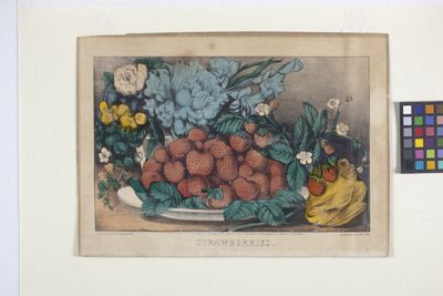 いちご（手描きリトグラフ） 作： N. and Ives J.M. (1824 95) Currier