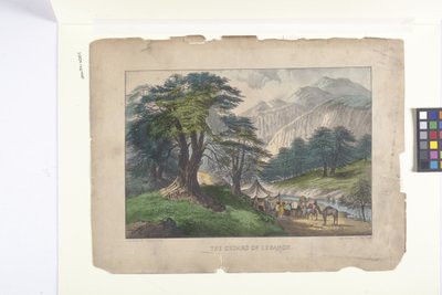 レバノン杉 (手描きのリトグラフ) 作： N. and Ives J.M. (1824 95) Currier