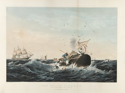 The Whale Fishery:マッコウクジラの群れ（カラーリトグラフ 作： Currier and Ives
