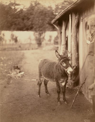 ビリビのロバ、セナール 作： Nadar [Gaspard Félix Tournachon]