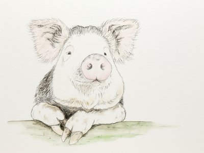 かわいい水彩画のブタ 作： 