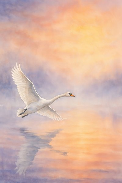 威風堂々とした白鳥の水面への映り込み 作： 