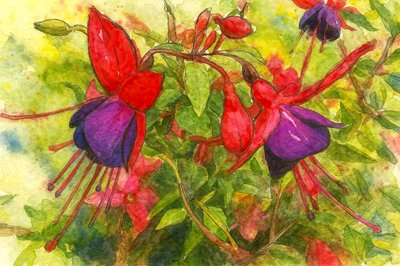 鮮やかなフクシア色の花 作： Natalie Bruns