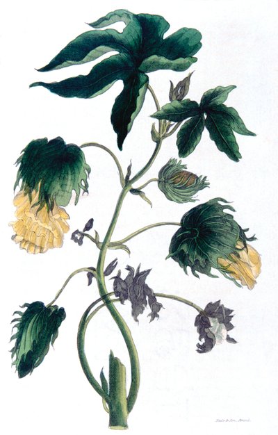 ゴシピウム - 綿花、1823 年 作： Neale and Son