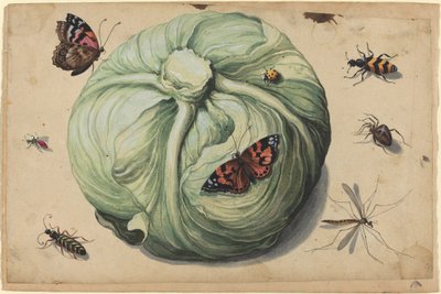 昆虫とキャベツの頭 作： Netherlandish 17th Century