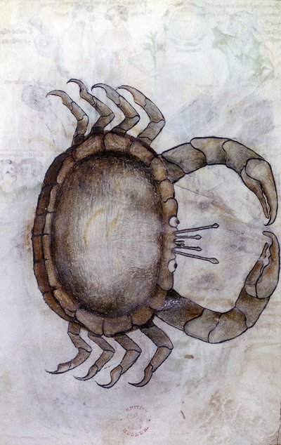Sloane 3983 f.14v、カニ、蟹座の星座 作： Netherlandish School