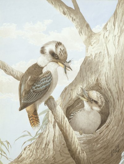 木の巣で餌をとるクッカバラ、1892 作： Neville HP Cayley