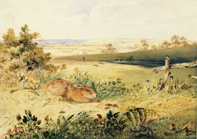 風景の中のうさぎ、1827年（ボディカラー付きWC、アラビアゴム、グラファイト、紙） 作： Newton Fielding