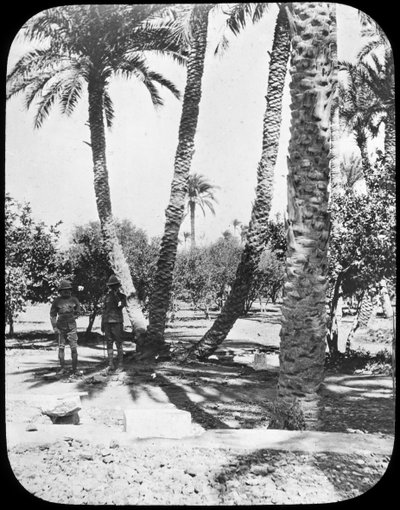 General Gordons Garden、ハルツーム、スーダン、c1890 作： Newton and Co