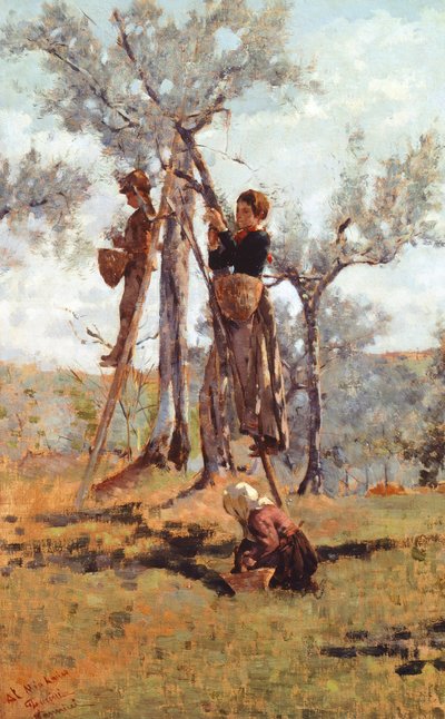 オリーブの収穫、1892年頃（キャンバスに油彩） 作： Niccolo Cannicci