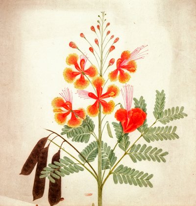 花の習作 1840年頃 （水彩画） 作： Nicholas Tomlinson