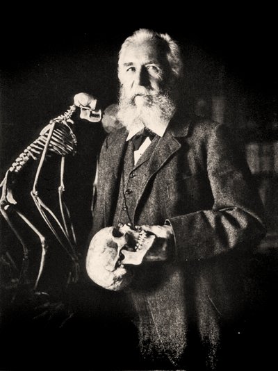 サルの骨格の横にあるエルンスト・ヘッケルの肖像、1860年頃（写真） 作： Nicola Perscheid