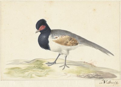 灰色の尾羽を持つ鳥、左側に赤い斑点のある黒い頭 作： Nicolaas Struyk
