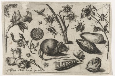 花、ネズミ、昆虫、ムール貝 鳥・花・虫など（連載タイトル） 作： Nicolaes de Bruyn (possibly)