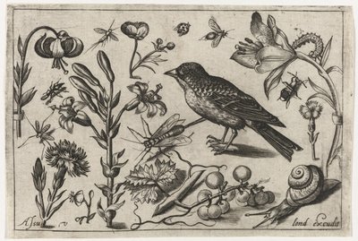 花、カタツムリ、鳥 鳥・花・虫など（連載タイトル） 作： Nicolaes de Bruyn (possibly)