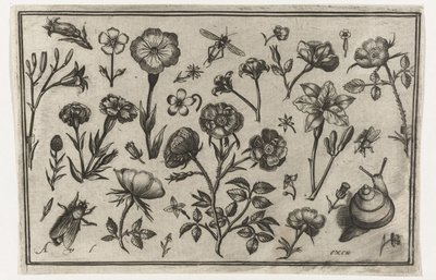 花、ハエ、カタツムリ 鳥・花・虫など（連載タイトル） 作： Nicolaes de Bruyn (possibly)