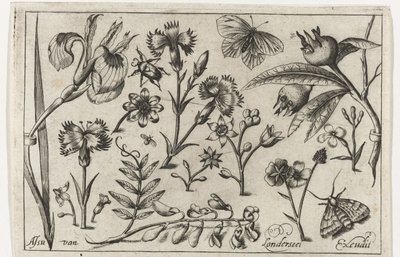 花と蝶 鳥・花・虫など（連載タイトル） 作： Nicolaes de Bruyn (possibly)