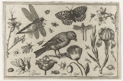 花とトンボと鳥 鳥・花・虫など（連載タイトル） 作： Nicolaes de Bruyn (possibly)