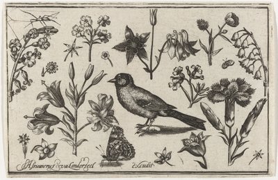 花と蝶と鳥 鳥・花・虫など（連載タイトル） 作： Nicolaes de Bruyn (possibly)