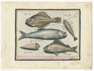 ヒラメ、エビ、ワカサギ、ポス Libelivs varia Genera piscium complectens (シリーズタイトル) 淡水魚・海魚・カエル・甲殻類・海の生き物（連載タイトル） 作： Nicolaes de Bruyn