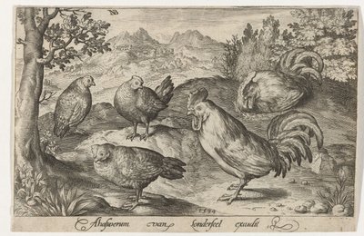 3 羽の鶏と 2 羽の雄鶏 鳥と虫（連載タイトル） 作： Nicolaes de Bruyn