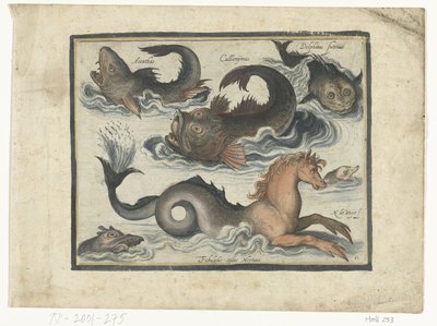 タツノオトシゴを含む素晴らしい水生動物 Libelivs miscellaneous Genera piscium complectens (シリーズタイトル) 淡水魚・海魚・カエル・甲殻類・海の生き物（連載タイトル） 作： Nicolaes de Bruyn