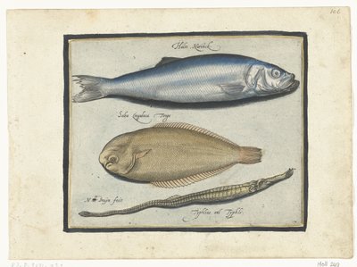 ニシン、カレイ、ヨウジウオ Libelivs varia Genera piscium complectens (シリーズタイトル) 淡水魚・海魚・カエル・甲殻類・海の生き物（連載タイトル） 作： Nicolaes de Bruyn