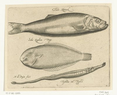 ニシン、カレイ、ヨウジウオ Libelivs varia Genera piscium complectens (シリーズタイトル) 淡水魚・海魚・カエル・甲殻類・海の生き物（連載タイトル） 作： Nicolaes de Bruyn
