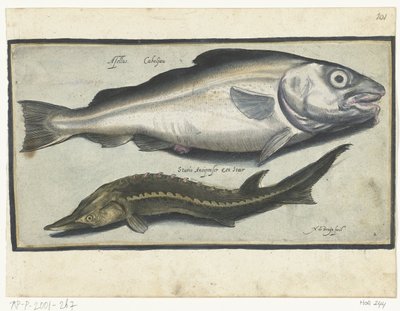 タラとチョウザメ Libelivs varia Genera piscium complectens (シリーズタイトル) 淡水魚・海魚・カエル・甲殻類・海の生き物（連載タイトル） 作： Nicolaes de Bruyn