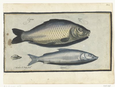 コイとホウティング Libelivs varia Genera piscium complectens (シリーズタイトル) 淡水魚・海魚・カエル・甲殻類・海の生き物（連載タイトル） 作： Nicolaes de Bruyn