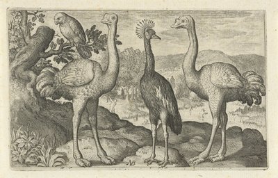 2 つのダチョウの間のタンチョウ 鳥と虫（連載タイトル） 作： Nicolaes de Bruyn