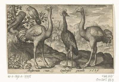2 つのダチョウの間のタンチョウ 鳥と虫（連載タイトル） 作： Nicolaes de Bruyn
