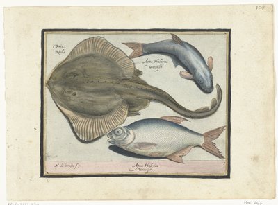 エイ、鯛、白身魚 Libelivs varia Genera piscium complectens (シリーズタイトル) 淡水魚・海魚・カエル・甲殻類・海の生き物（連載タイトル） 作： Nicolaes de Bruyn