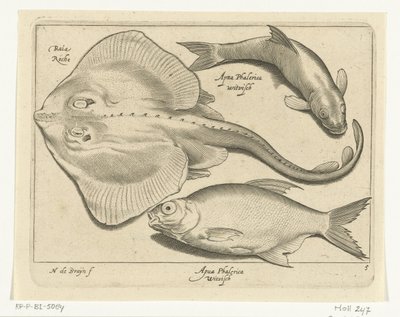 エイ、鯛、白身魚 Libelivs varia Genera piscium complectens (シリーズタイトル) 淡水魚・海魚・カエル・甲殻類・海の生き物（連載タイトル） 作： Nicolaes de Bruyn