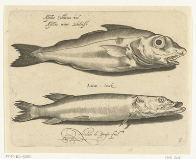 ハドックとカワカマス Libelivs varia Genera piscium complectens (シリーズタイトル) 淡水魚・海魚・カエル・甲殻類・海の生き物（連載タイトル） 作： Nicolaes de Bruyn