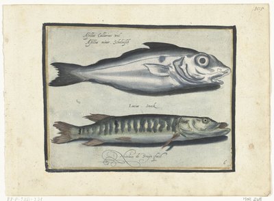 ハドックとカワカマス Libelivs varia Genera piscium complectens (シリーズタイトル) 淡水魚・海魚・カエル・甲殻類・海の生き物（連載タイトル） 作： Nicolaes de Bruyn