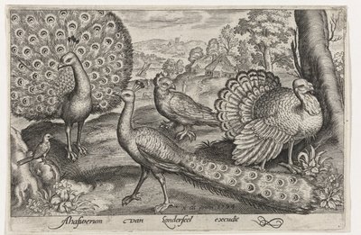2 つの孔雀と七面鳥 鳥と虫（連載タイトル） 作： Nicolaes de Bruyn