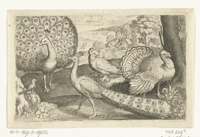 2 つの孔雀と七面鳥 鳥と虫（連載タイトル） 作： Nicolaes de Bruyn