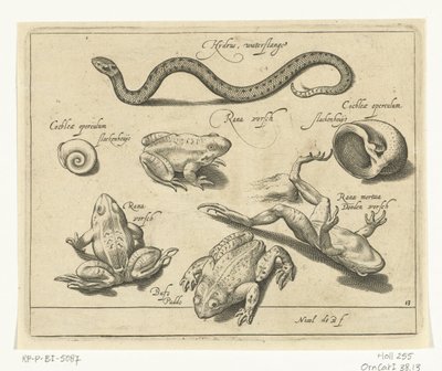 水ヘビ、カエル、ヒキガエル Libelivs varia Genera piscium complectens (シリーズタイトル) 淡水魚・海魚・カエル・甲殻類・海の生き物（連載タイトル） 作： Nicolaes de Bruyn