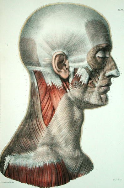 Jean-Baptiste Marc Bourgery (1797-1849)の「Traite Complete de l