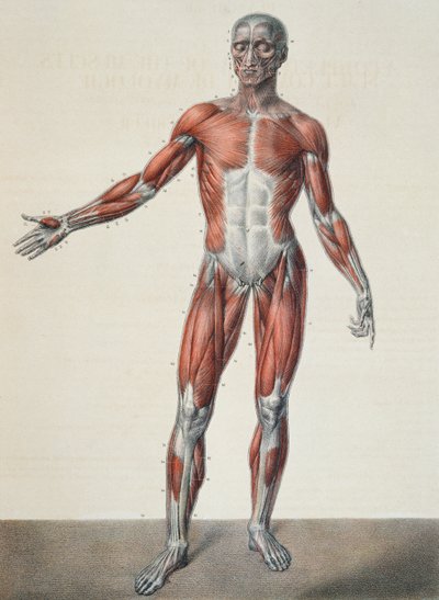 人体の解剖学、1831年、パリのバーナードによって彫刻されたジャンバティストマルクブールジェリー（1797年〜1849年）による「Traite Complet d&39;Anatomie de l&39;Homme」から 作： Nicolas Henri Jacob