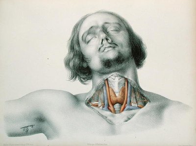 喉の断面図（Jean-Baptiste-Leon Dubreuil著「動脈の異常」より 作： Nicolas Henri Jacob