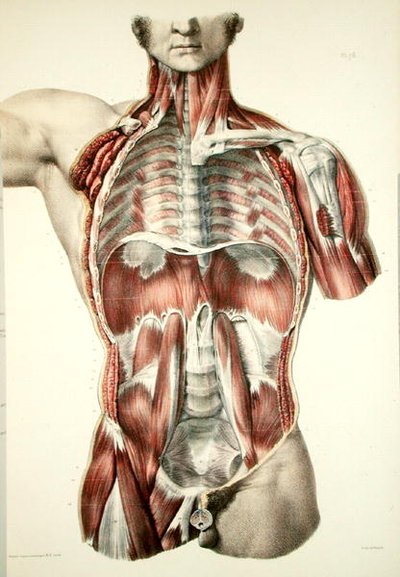 皮を剥がされた胴体、Jean-Baptiste Marc Bourgery (1797-1849) 1866-67年の「Traite Complete de l