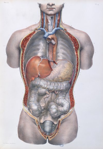 内臓、「Traite Complet de l&39;Anatomie de l&39;Homme」（ジャンバティストマルクブールジェリー（1797〜1849）、1866〜67年）のプレート 作： Nicolas Henri Jacob