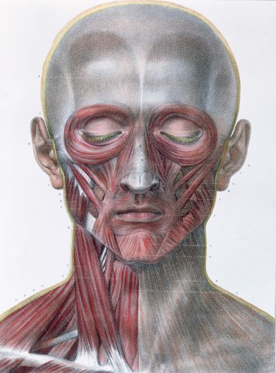 顔の筋肉、ジャン・バティスト・マルク・ブールジェリー（1797-1849）1866-67による「Traite Complet de l&39;Anatomie de l&39;Homme」のプレート 作： Nicolas Henri Jacob
