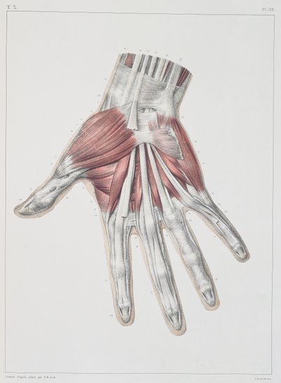 手の筋肉、1831年パリのベルナールによって彫刻されたジャンバプティストマルクブールジュリー（1797〜1849年）の「Traite Complet de l&39;Anatomie de l&39;Homme」のプレート 作： Nicolas Henri Jacob