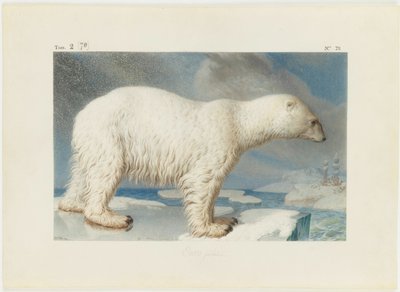 ホッキョクグマ、1796 年。 作： Nicolas Maréchal