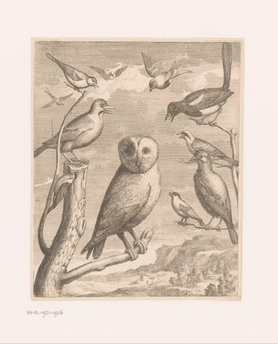フクロウと他の鳥 Alouco Hibou (オブジェクトのタイトル) ベルサイユ動物園の鳥 (シリーズ名) 作： Nicolas Robert (possibly)