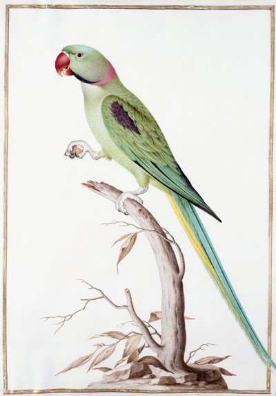 アレクサンドリンインコ 作： Nicolas Robert