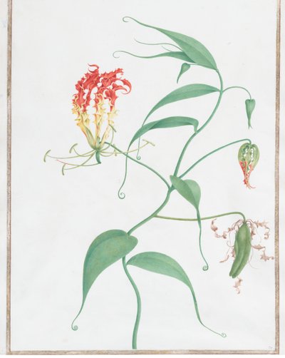 Gloriosa Superba Climbing Lily、カリフォルニア州。 1660年。 作： Nicolas Robert